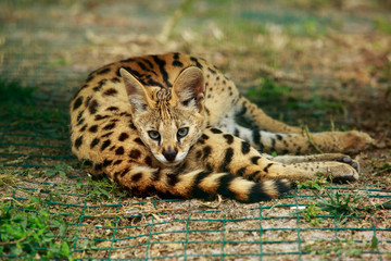 Big beautiful serval