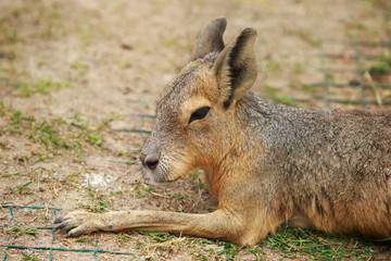 Patagonian hare close up