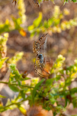 Beautiful spider feasting grasshopper on a spider web . Macro photo.