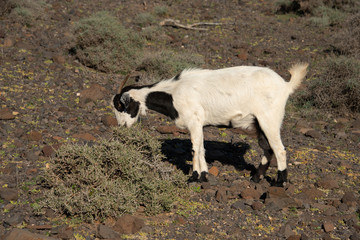 Wild black and white goat grazing on the rocky hill. Fuerteventura, Canary Islands. 