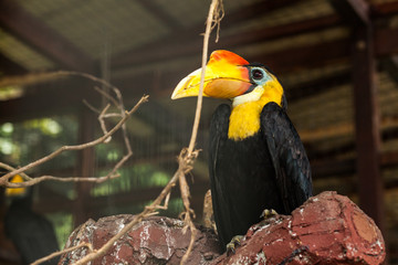 BORNEO, MALAYSIA - SEPTEMBER 6, 2014: Bornean hornbill © Denys