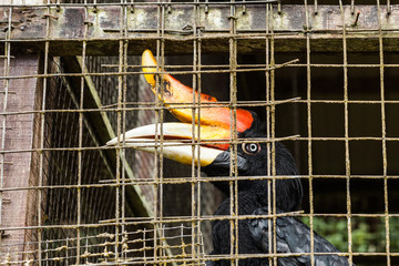 BORNEO, MALAYSIA - SEPTEMBER 6, 2014: Wild bird in captivity