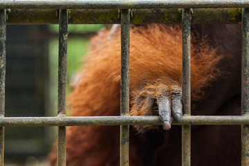 BORNEO, MALAYSIA - SEPTEMBER 6, 2014: Orangutan in captivity