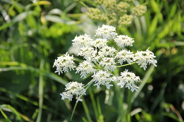 white flowers in grass