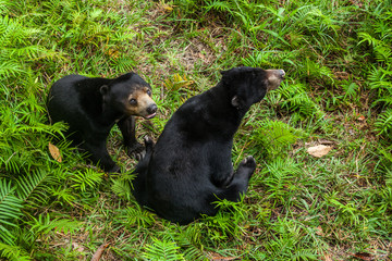 BORNEO, MALAYSIA - SEPTEMBER 6, 2014: Two Sunbears Sitting on the Ground, Matang Wildlife Centre, Semenggoh