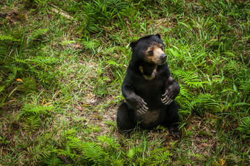 BORNEO, MALAYSIA - SEPTEMBER 6, 2014: Sunbear Sitting on the Ground, Matang Wildlife Centre,...