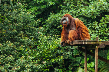 BORNEO, MALAYSIA - SEPTEMBER 6, 2014: Orangutan Aman in Matang Wildlife Centre, Semenggoh