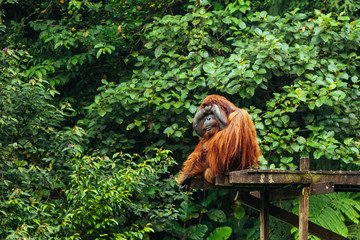 BORNEO, MALAYSIA - SEPTEMBER 6, 2014: Orangutan Aman Sitting on the Platform in Matang Wildlife...