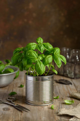 Fresh homemade basil in a pot on a wooden table. Home grown basil. Selective focus