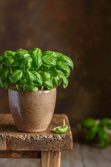 Fresh basil in a clay pot on a wooden stand. Home grown basil