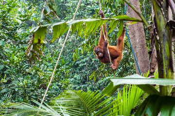 BORNEO, MALAYSIA - SEPTEMBER 6, 2014: Baby Orangutan in Semenggoh Nature Reserve © Denys