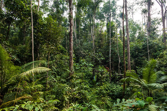 BORNEO, MALAYSIA - SEPTEMBER 6, 2014: Feeding platform in the forest