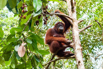 BORNEO, MALAYSIA - SEPTEMBER 6, 2014: Orangutan watching people in Semenggoh Nature Reserve
