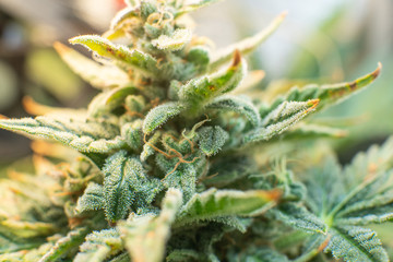 Macro trichomes cannabis. Indica flower. CBD THC in Pot. Marijuana bud close up. Fresh green weed...