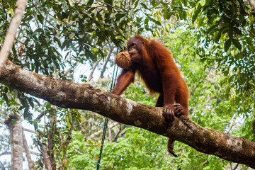 BORNEO, MALAYSIA - SEPTEMBER 6, 2014: Young orangutan holding a coconut in Semenggoh Nature Reserve