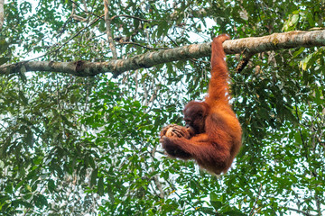 BORNEO, MALAYSIA - SEPTEMBER 6, 2014: Young orangutan holding coconut with three paws