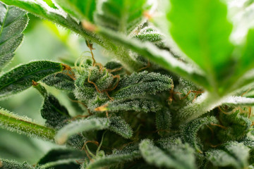 Fresh green weed In details. Indica flower. CBD THC in Pot. Marijuana bud close up. Macro trichomes...