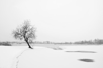 Black Winter Tree