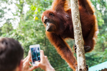 Naklejka premium BORNEO, MALAYSIA - SEPTEMBER 6, 2014: People taking photo of orangutan in Semeggoh Nature Reserve
