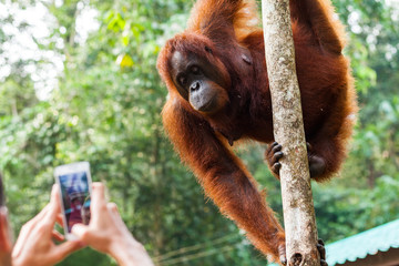 BORNEO, MALAYSIA - SEPTEMBER 6, 2014: Adult oangutan posing for photo in Semeggoh Nature Reserve