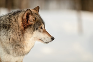 Furry Canis Lupus looking away at Langedrag Nature Park in winter