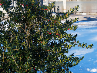 Ilex aquifolium J.C. van Tol -  Houx commun Van Tol, un arbuste d'ornement au feuillage ondulé...