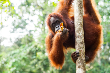 BORNEO, MALAYSIA - SEPTEMBER 6, 2014: Orangutan eating bananas while holding on the trunk of the...