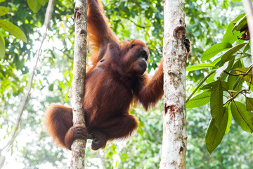 BORNEO, MALAYSIA - SEPTEMBER 6, 2014: Orangutan hanging on the trees