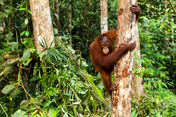 BORNEO, MALAYSIA - SEPTEMBER 6, 2014: Young orangutan climbing down the tree