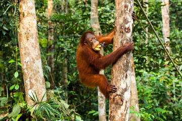 BORNEO, MALAYSIA - SEPTEMBER 6, 2014: Young orangutan climbing up the tree while eating bananas - obrazy, fototapety, plakaty