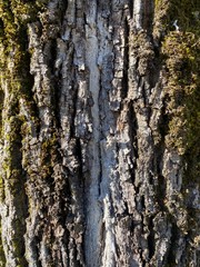 bark of a tree