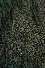 Close-up of moss texture