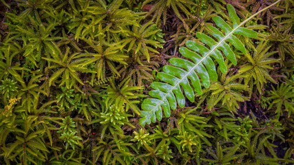 Close-up of wet deer fern on top of a bed of sphagnum moss