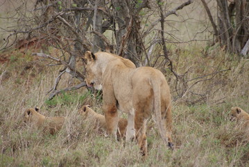 Naklejka premium lion and lioness