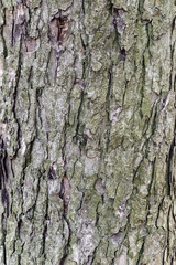 Tree bark, texture