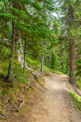 Fragment of Lightning Lake trail in Manning Park, British Columbia, Canada.