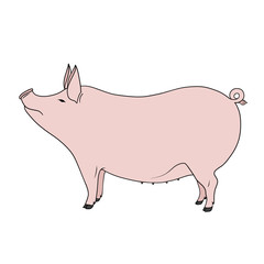 Fat pink standing pig. Hand drawn farm animal, element isolated on white background