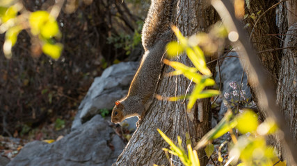 close up of a squirrel in nature