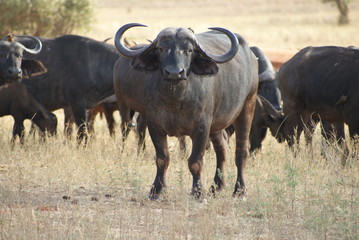 herd of buffalo