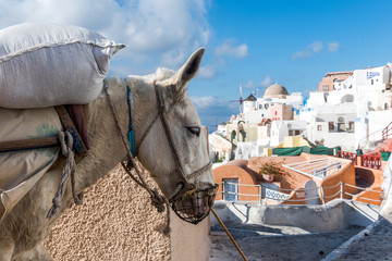 Donkeys (mules) transporting goods to construction sites in historic Oia village on Santorini...