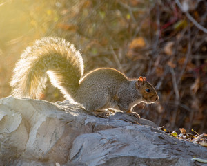 close up of a squirrel in nature