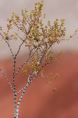 Small desert trees against orange rocks