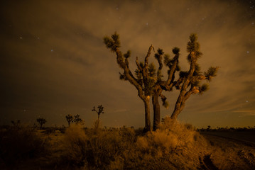 Joshua Tree illuminated at night in the Mojave Desert, California © Arthur Cauty
