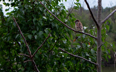 Bird on Branch