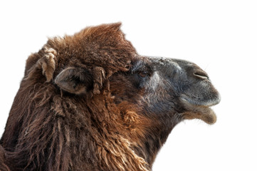 Close up head of Bactrian camel (Camelus bactrianus) native to the steppes of Central Asia against white background