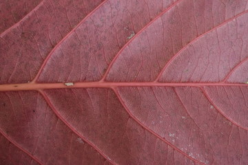 texture of red leaf background