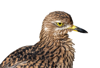 Spotted thick-knee / spotted dikkop / Cape thick-knee (Burhinus capensis), close up portrait against white background