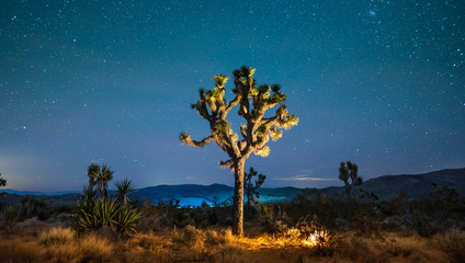 Stars in the sky at night over Joshua Tree in Mojave Desert, California