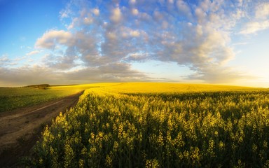 Obraz premium agriculture summer floral view, fiekd of blooming rape, splendid nature image