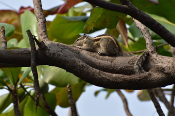 Squirrel trying to sleep
